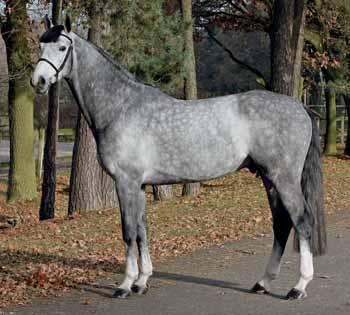 Asca Z - Stallion